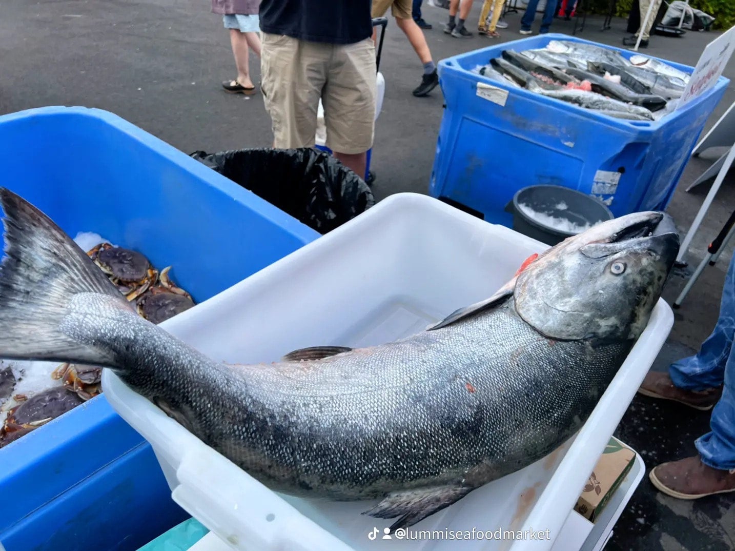 where to buy king salmon near me